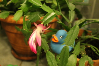 first bloom of Xmas season 2019 first bloom